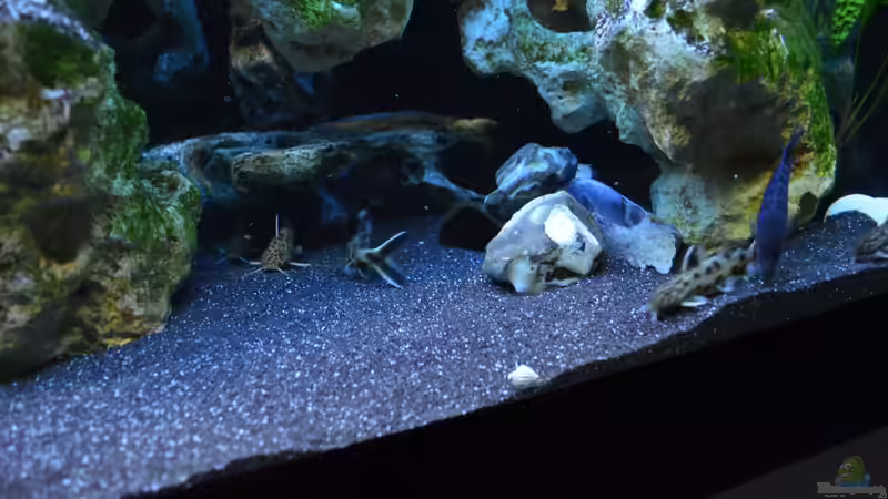 petricolas beim futtern von Lordi (19)