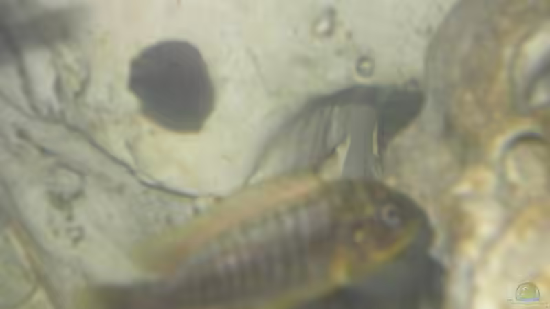 Petro bock von Oliver Schulte (19)