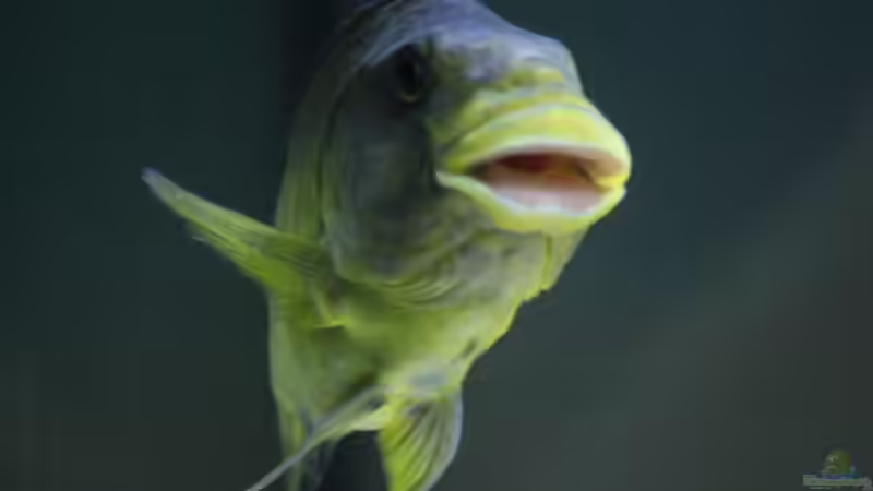 Petrochrmis von Erik S. (5)