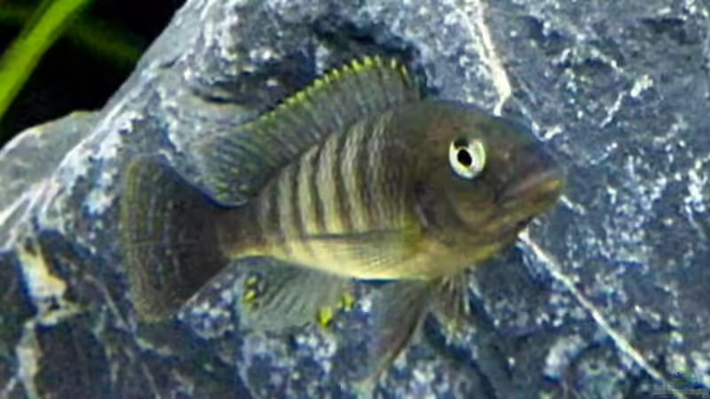 Petrochromis famula ndole, Jungtier von Elsiman (20)