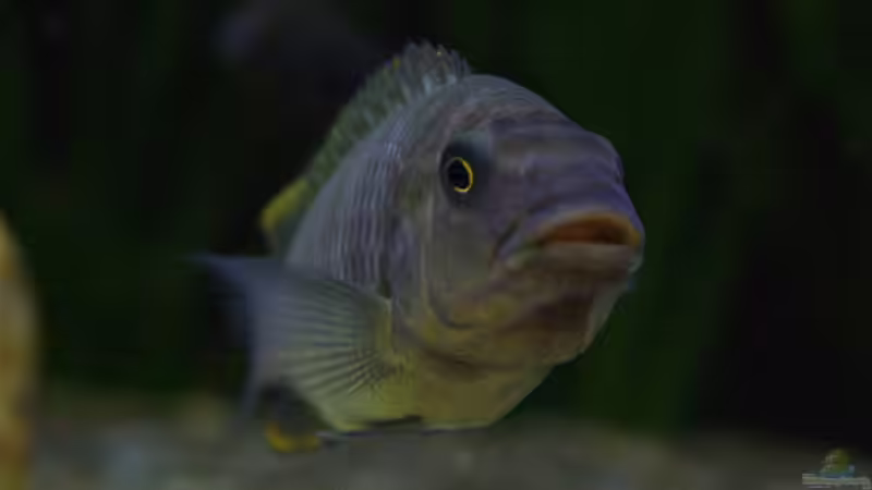 Petrochromis famula ndole von Elsiman (29)