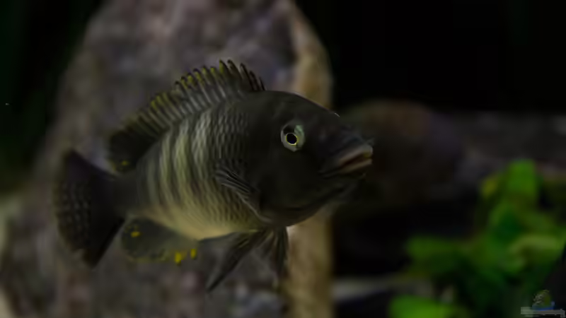 Petrochromis famula ndole von Elsiman (50)