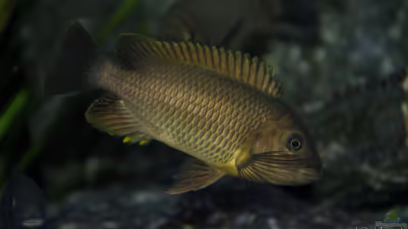 Petrochromis famula ndole von Elsiman (59)