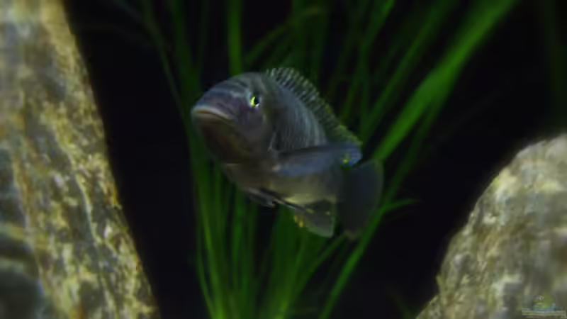Petrochromis famula im Aquarium (Einrichtungsbeispiele für Petrochromis famula)