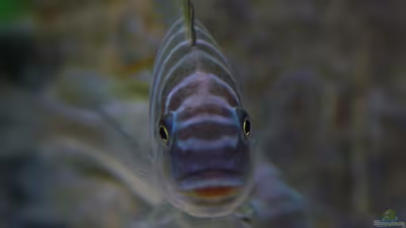 Petrochromis im Aquarium halten (Einrichtungsbeispiele mit Petrochromis-Arten)