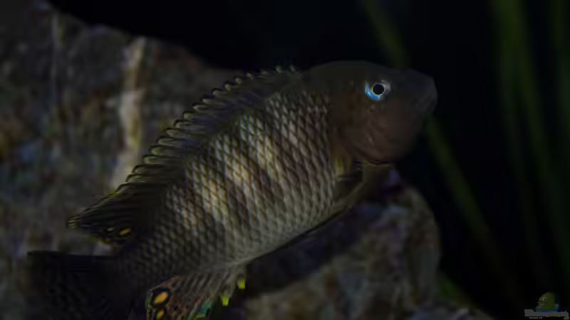 Petrochromis im Aquarium halten (Einrichtungsbeispiele mit Petrochromis-Arten)