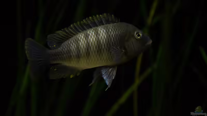 Petrochromis famula im Aquarium (Einrichtungsbeispiele für Petrochromis famula)