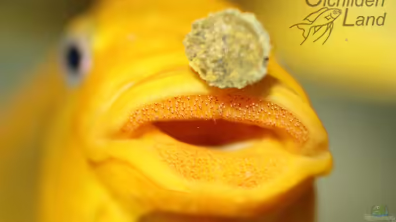 Petrochromis yellow moshi WF von Cichlidenland (9)