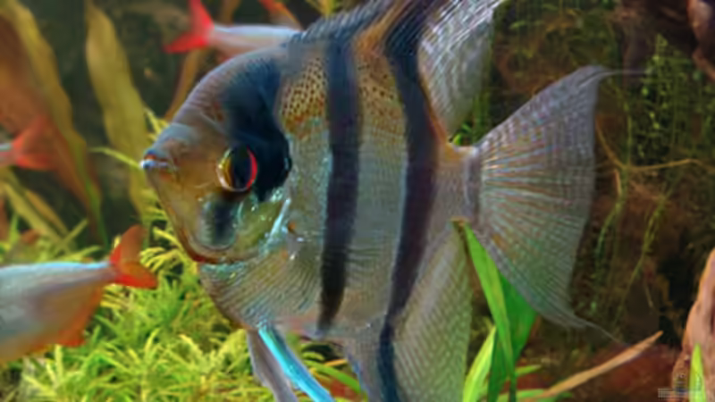 Petrophyllum scalare m von Lukas &gt;&lt;°&gt; (14)