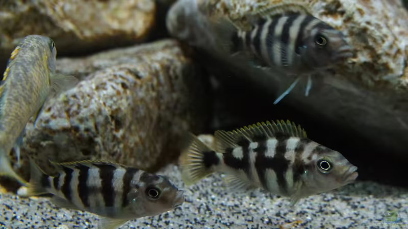 Petrotilapia Chitimba - Female von dagloa (13)