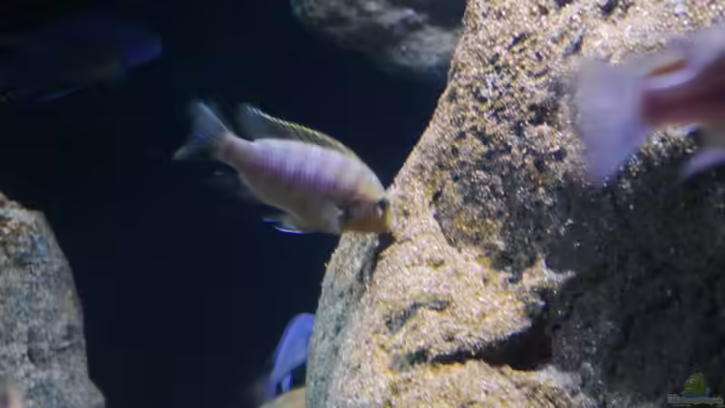 Petrotilapia sp. Chitande yello chin, chewere F1 junges Männchen beim Algen abweiden von Jan Steger (46)