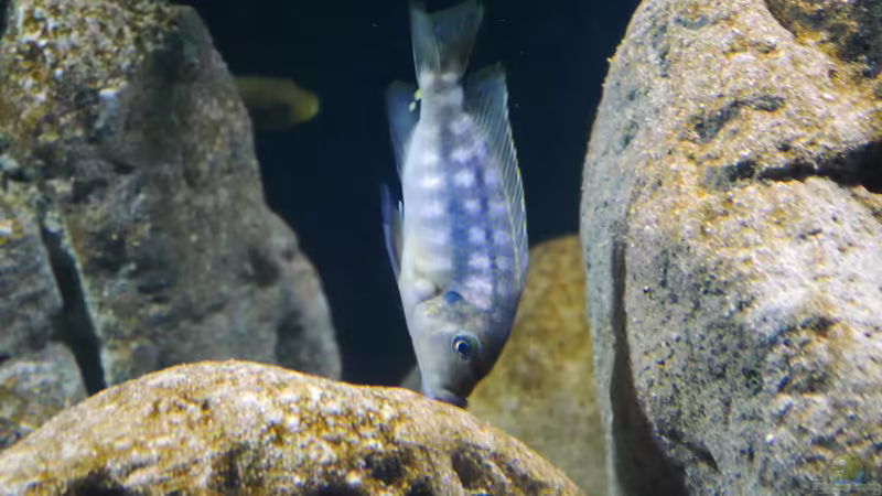 Petrotilapia sp. Chitande yello chin, chewere F1 junges Männchen beim Algen abweiden von Jan Steger (47)