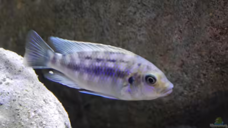 Petrotilapia sp. Chitande yello chin, chewere F1 junges Männchen von Jan Steger (45)