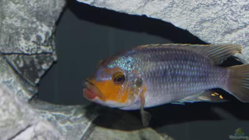 Petrotilapia sp. ´chitande´ yellow chin, Chewere  von Lemans (13)