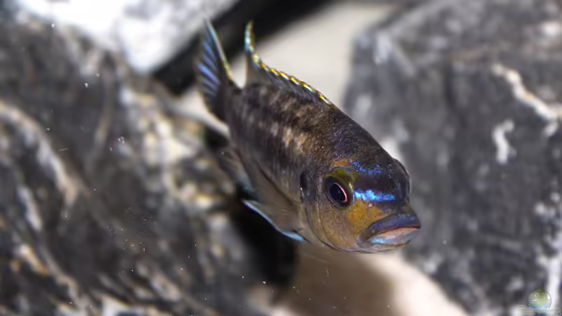 Petrotilapia sp. ´Chitande´ Yellow Chin, Chewere von SvenV.90 (22)