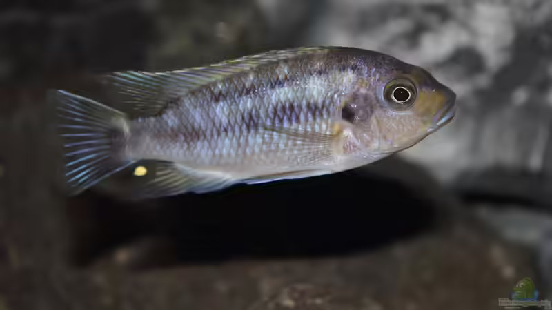 Aquarien mit Petrotilapia sp. "yellow chin"