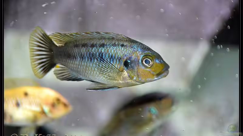 Petrotilapia yellow chin von DaKo77 (62)