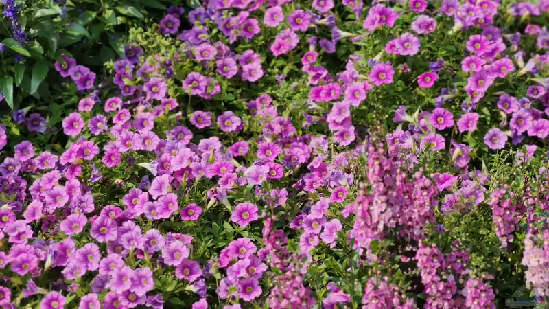 Petunien - Farbenprächtige Dauerblüher für Garten, Balkon und Terrasse