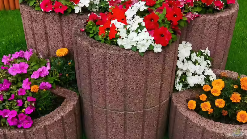 Petunien (Petunia) & Studentenblume (Tagetes)