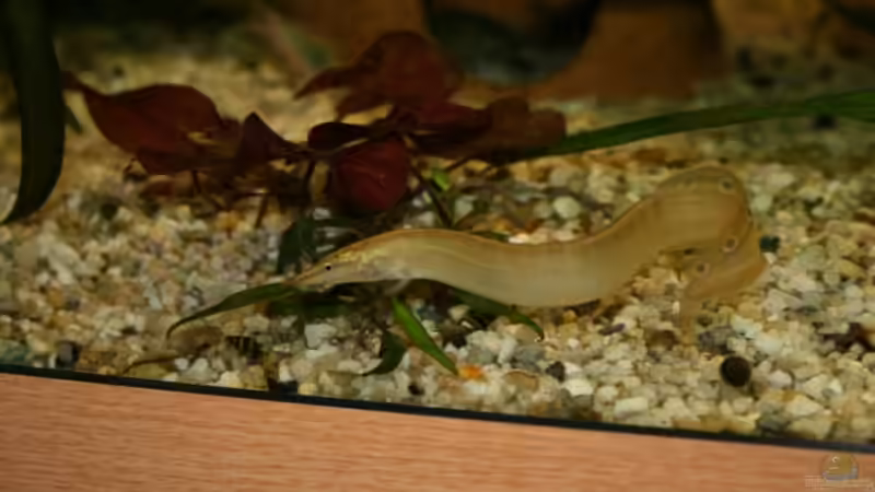 Pfauenauge von Steffen Rübsam (38)