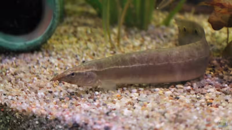 Pfauenaugenrüsselaal von DreamTümpel (12)