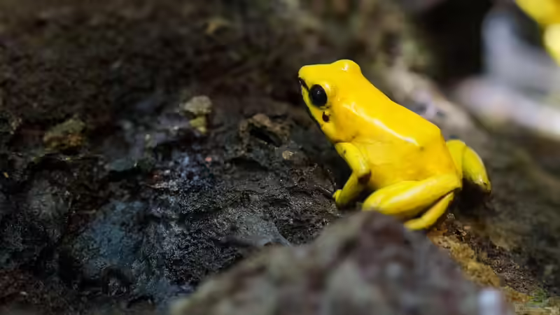 Pfeilgiftfrösche: So teuer ist ihre Haltung