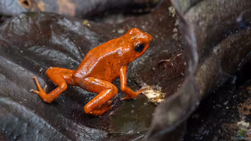 Pfeilgiftfrösche: So teuer ist ihre Haltung