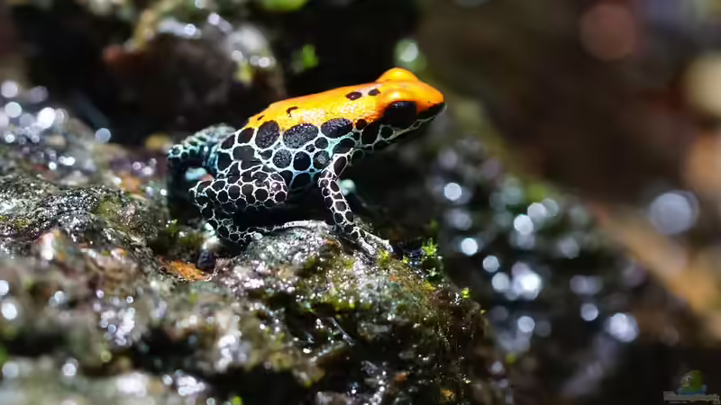 Pfeilgiftfrösche: So teuer ist ihre Haltung