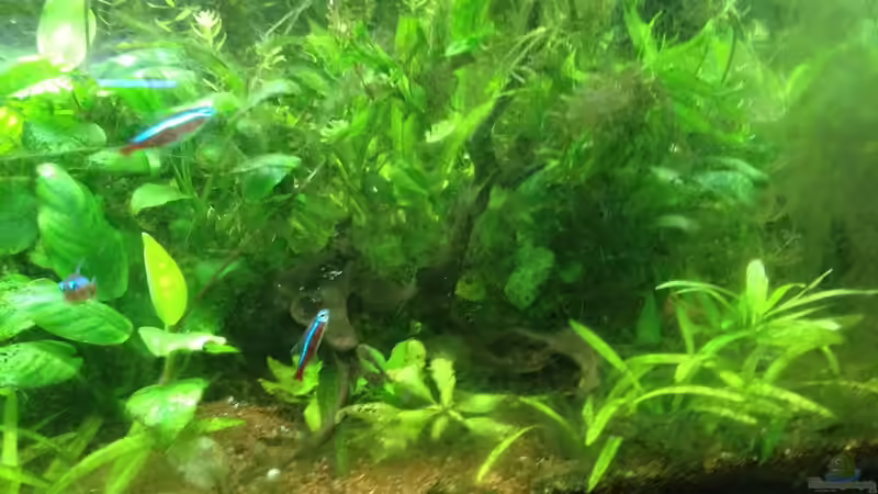 Pfeilkräuter als Bodendecker... von schmitzkatze (3)