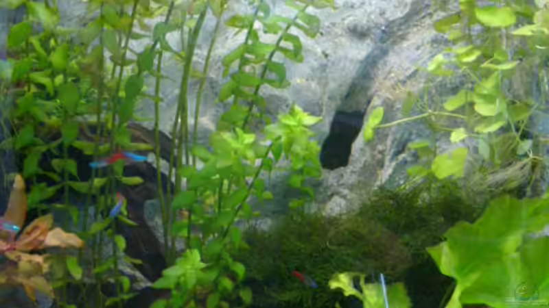 pfeilkraut mit hintergrund von Oliver Gursky (6)