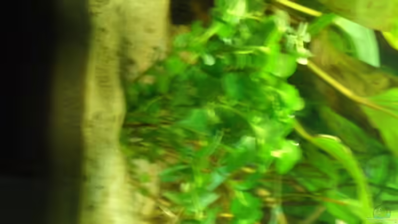 Pfennigkraut (Ly.num.) von Alexander Goldschmidt (4)