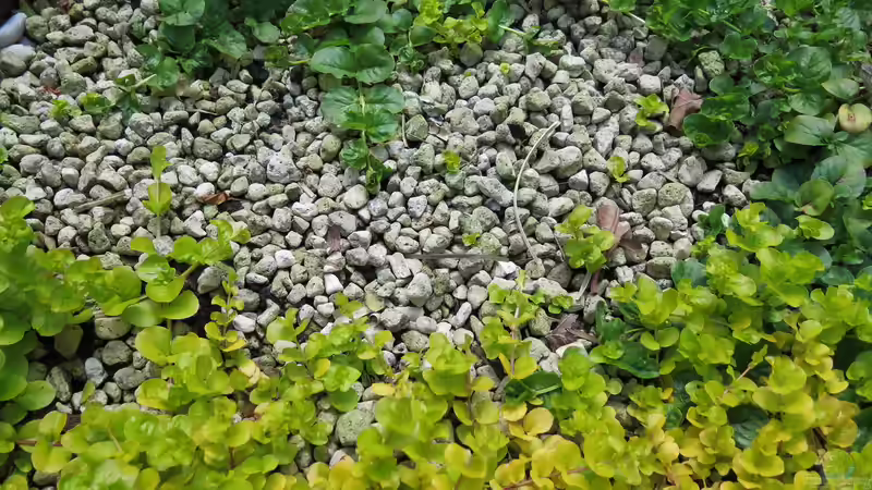 Pfennigkraut von Thomas Limberg (17)