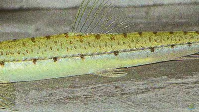 PFERDEKOPFSCHMERLE von Michael Kreutz (6)