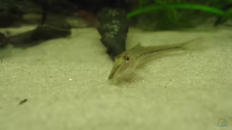 Pferdekopfschmerle von Thorsten Makoschey (15)