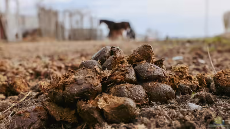 Pferdemist als Dünger: Der natürliche Turbo für Deinen Garten