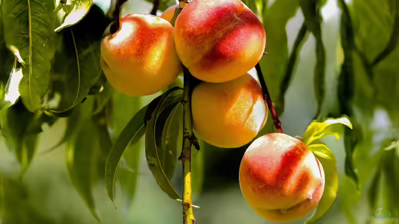 Pfirsiche ernten und haltbar machen - vom perfekten Reifezeitpunkt bis zum Vorrat für den Winter