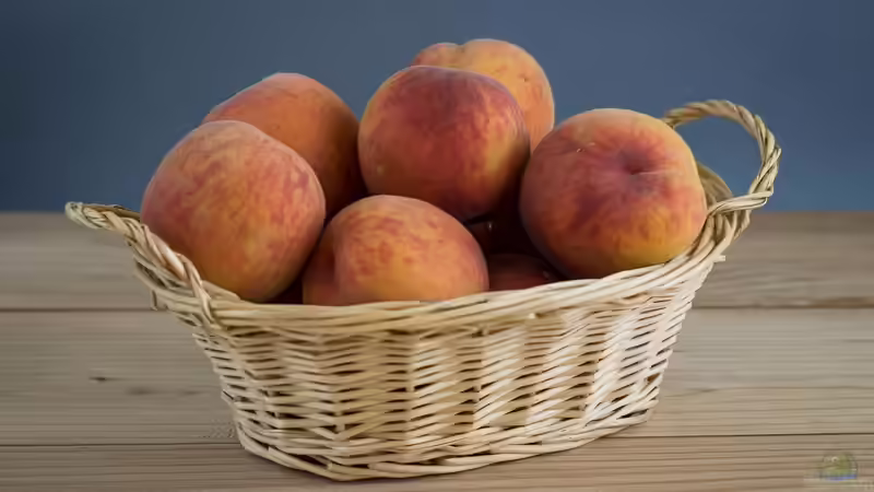 Pfirsiche ernten und haltbar machen - vom perfekten Reifezeitpunkt bis zum Vorrat für den Winter