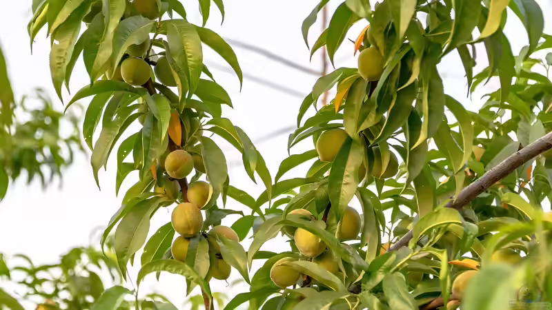 Pfirsiche ernten und haltbar machen - vom perfekten Reifezeitpunkt bis zum Vorrat für den Winter