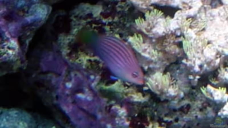 Pfitschipfeil von The_Lizardking (29)