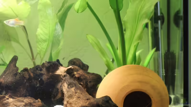 Pflanze, kenne den Namen leider nicht von Strandberd (9)