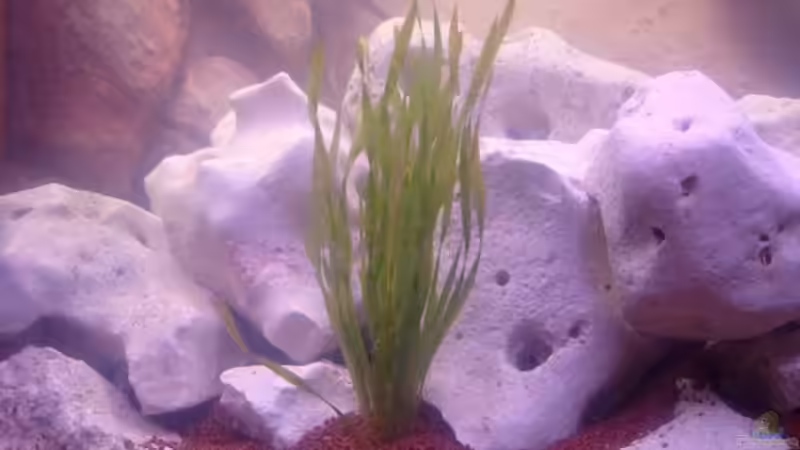 Pflanze 1 von Operator (3)