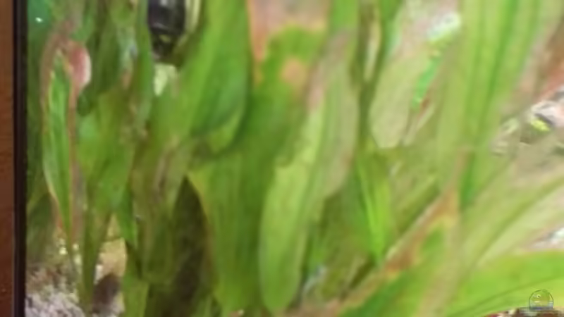 Pflanze 2 von Matze2903 (4)