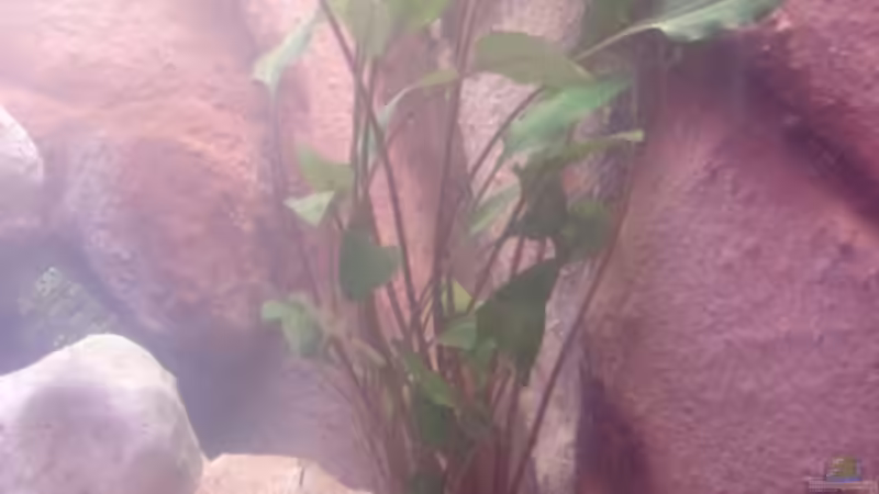 Pflanze 2 von Operator (4)