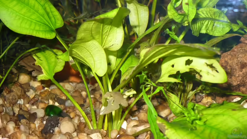 Pflanze im Aquarium von Werner Lehmann (15)