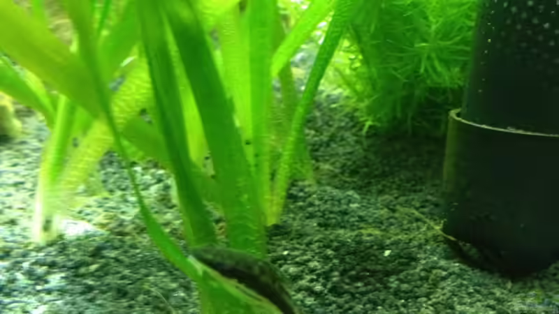 Pflanze mit Ohrgitterharnischwels von Tobias Frank (4)