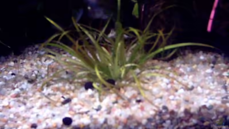 Pflanze ohne Namen ???????????? oder doch nicht ? von Thomas Schmidt (12)