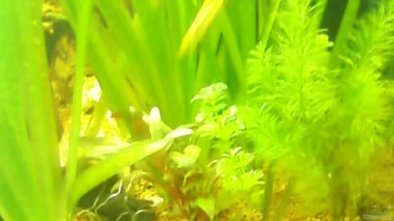 Pflanze rechts im Bild haben wir neu, wissen aber nicht mehr wie diese heisst von Bernd St. (4)