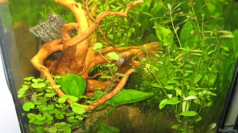 Pflanze rechts leider unbekannt??? von Sven Lowbob (5)