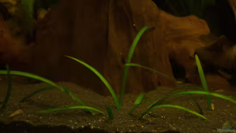 Pflanze unbekannt 1 von Der Buschfisch (15)