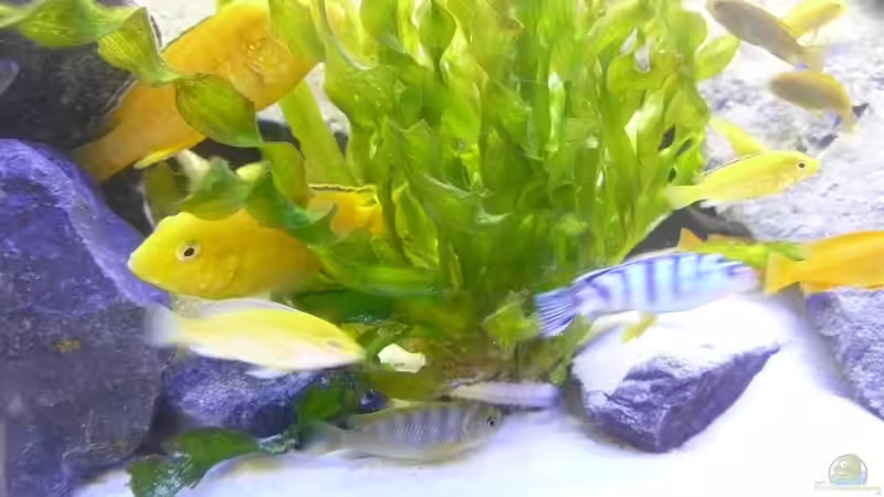 Pflanze von Dominik Jerg (6)